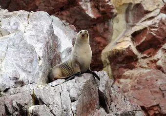 Paracas - Islas Ballestas - Lima_galeria_8139