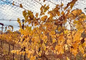 RUTA DEL VINO VALLE DE GUADALUPE, CON COMIDA EN FINCA_galeria_4921