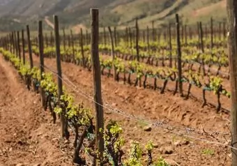 RUTA DEL VINO VALLE DE GUADALUPE, CON COMIDA EN FINCA_galeria_6739