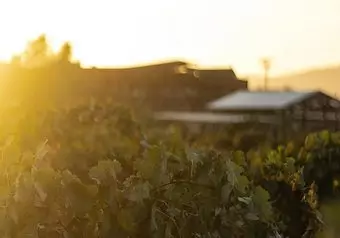 RUTA DEL VINO VALLE DE GUADALUPE, CON COMIDA EN FINCA_galeria_7922