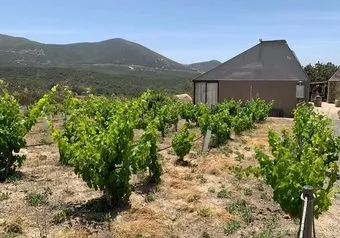RUTA DEL VINO VALLE DE GUADALUPE, CON COMIDA EN FINCA_galeria_7963