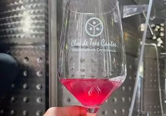 RUTA DEL VINO VALLE DE GUADALUPE, CON COMIDA EN FINCA_galeria_9293