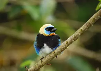 Tirolezas, Canopy y Rappel Pacuare River Lodge_galeria_4720