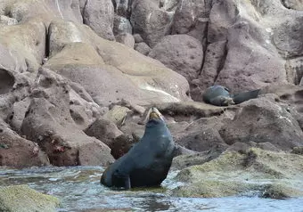 Tour a la Isla Espíritu Santo