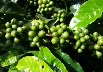 Naranjo Café