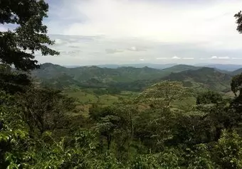 Naranjo Cafetales