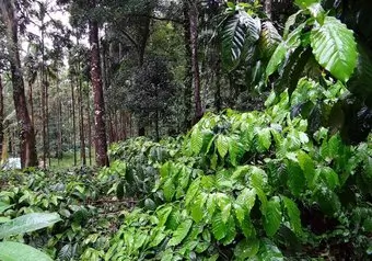 Naranjo Cofee Costa Rica