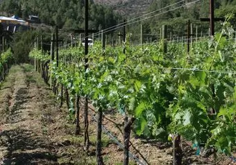Tour a los Viñedos y Misión Jesuita en Cerocahui