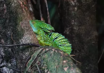 Tour a Tortuguero desde San José_galeria_1932