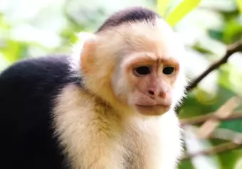 Tour a Tortuguero desde San José_galeria_7033