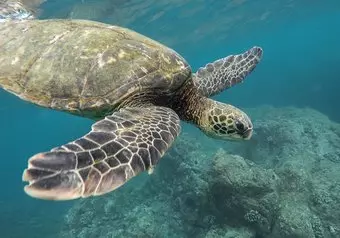 Tour a Tortuguero desde San José_galeria_8573