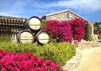 Tour Ruta del Vino en Valle de Guadalupe, intermedia_galeria_3146