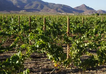 Tour Ruta del Vino en Valle de Guadalupe, intermedia_galeria_5330