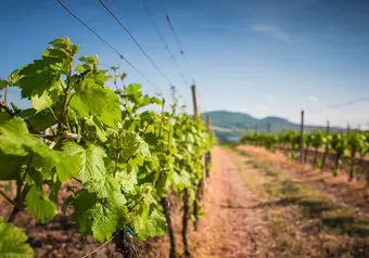 Tour Ruta del Vino en Valle de Guadalupe, intermedia_galeria_5736