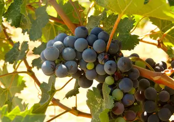 Tour Ruta del Vino en Valle de Guadalupe, intermedia_galeria_7252