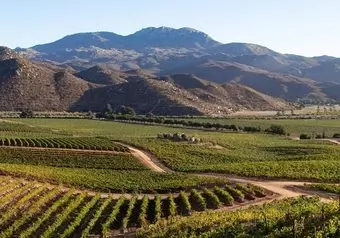 Tour Ruta del Vino en Valle de Guadalupe, intermedia_galeria_8363