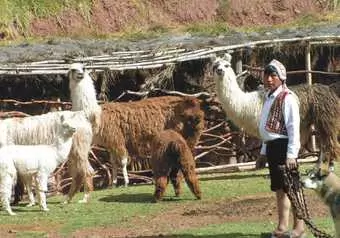 Visita al sitio arqueológico de Ollantaytambo_galeria_9819