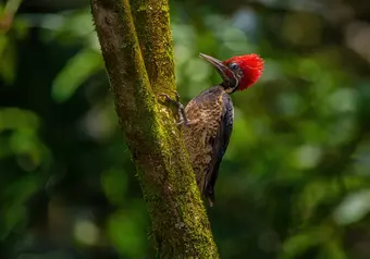 Sarapiqui